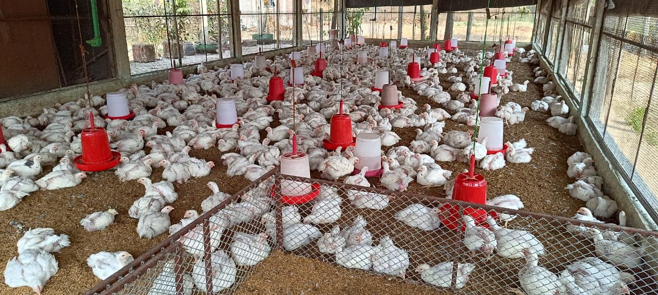 Mechi Meat Agro Farm Photos (3)